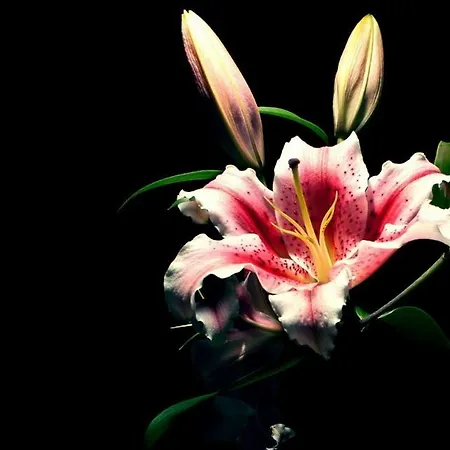 B&B Solidale Il Giglio Alojamento de Acomodação e Pequeno-almoço 2*